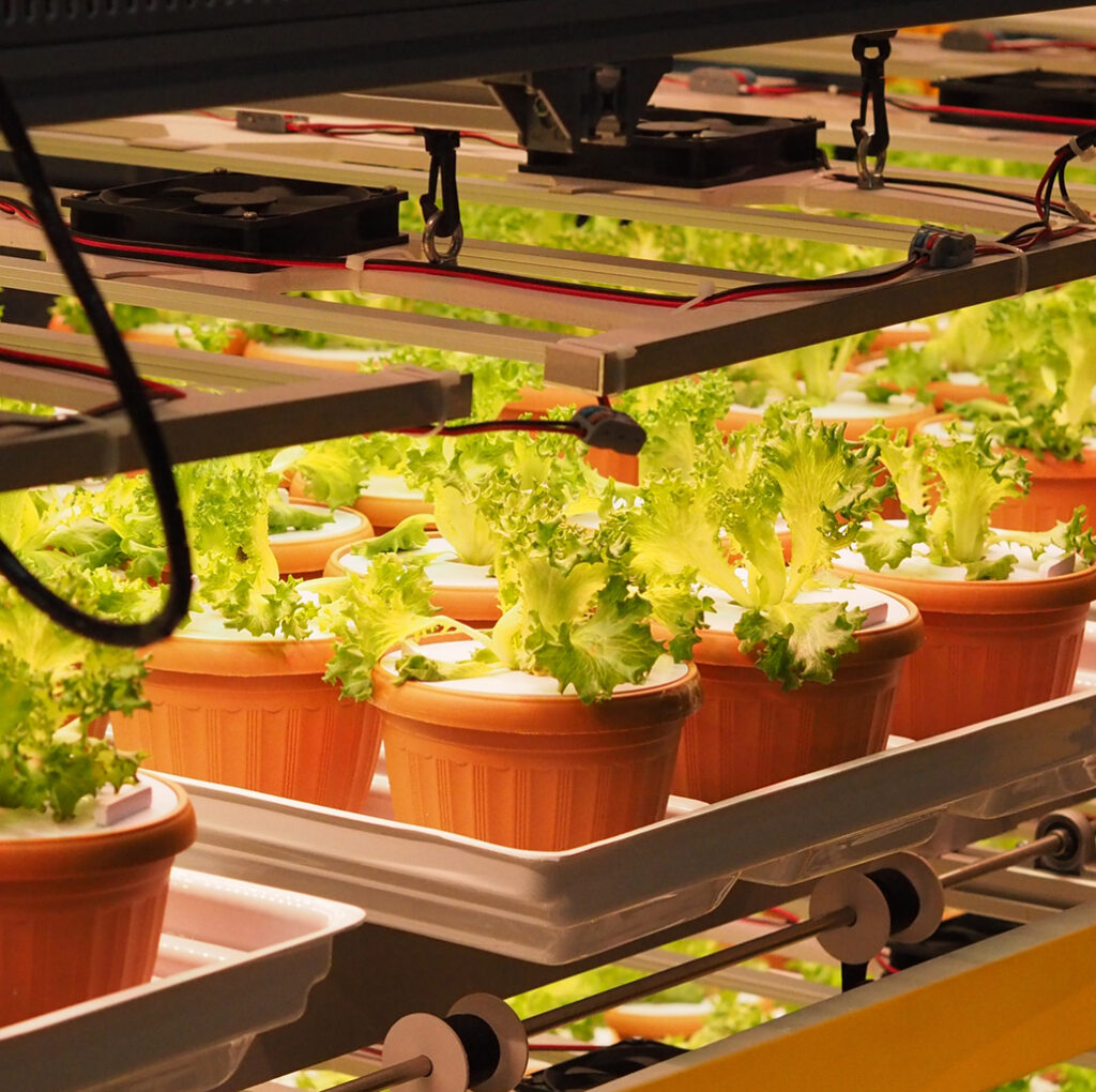 Lettuce plants growing under artificial LED lights in an indoor vertical farming system.